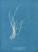 Enteromorpha compressa - Anna Atkins — artwork view