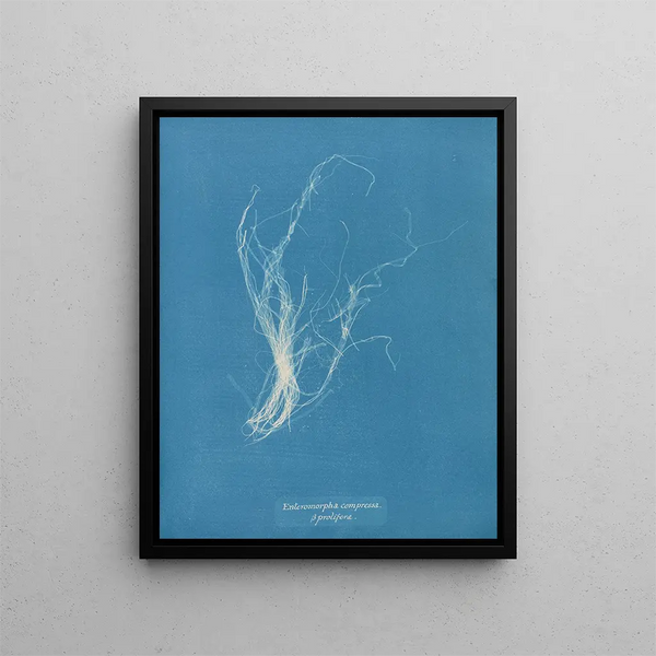 Enteromorpha compressa - Anna Atkins — framed artwork on a wall