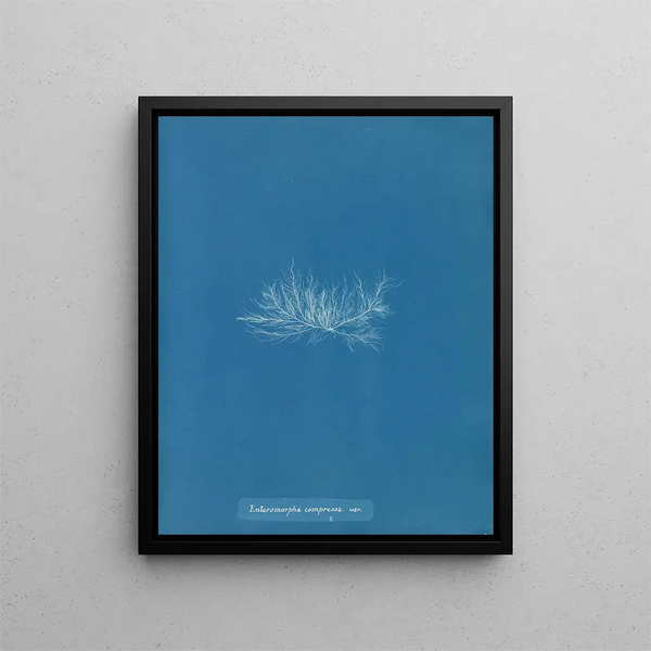Enteromorpha compressa var. - Anna Atkins — framed artwork on a wall
