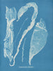 Enteromorpha intestinalis - Anna Atkins — artwork view