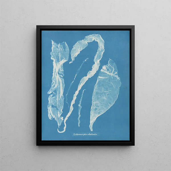 Enteromorpha intestinalis - Anna Atkins — framed artwork on a wall