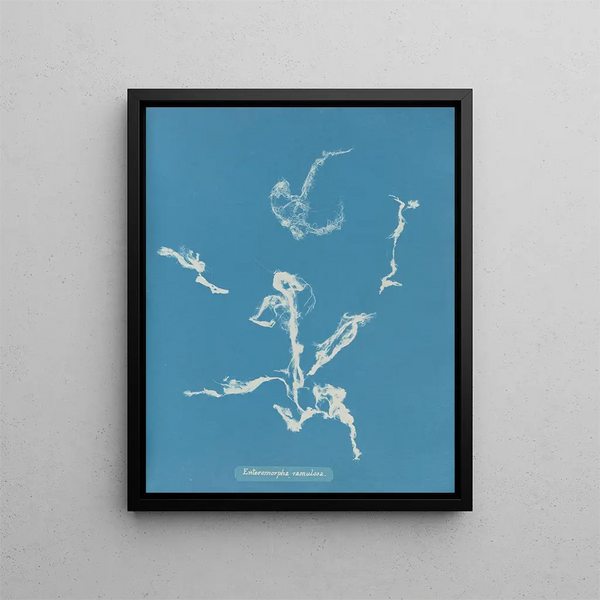 Enteromorpha ramulosa - Anna Atkins — framed artwork on a wall