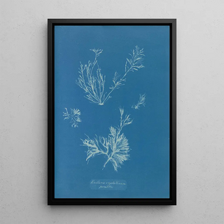 Reproduction of the painting Exilaria crystallinum parasitique - Anna Atkins