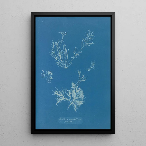Reproduction of the painting Exilaria crystallinum parasitique - Anna Atkins