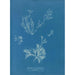 Reproduction of the painting Exilaria crystallinum parasitique - Anna Atkins