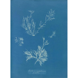 Reproduction of the painting Exilaria crystallinum parasitique - Anna Atkins