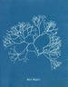 Fucus Machaii - Anna Atkins — artwork view