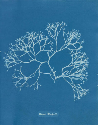 Fucus Machaii - Anna Atkins — artwork view