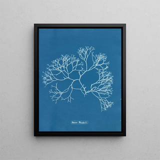 Fucus Machaii - Anna Atkins — framed artwork on a wall