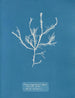Fucus aruginosus Turner Mer Rouge Lisbonne Nouveau in Great Britain - Anna Atkins — artwork view