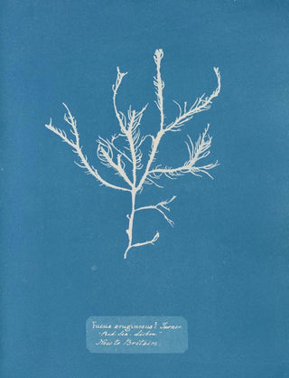 Fucus aruginosus Turner Mer Rouge Lisbonne Nouveau in Great Britain - Anna Atkins — artwork view