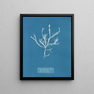 Fucus aruginosus Turner Mer Rouge Lisbonne Nouveau in Great Britain - Anna Atkins — framed artwork on a wall