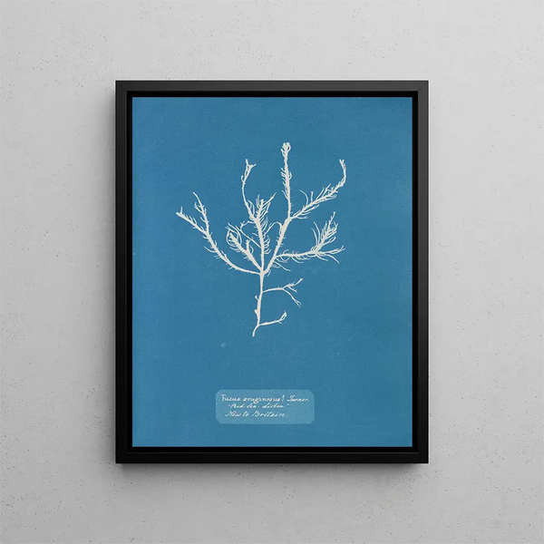 Fucus aruginosus Turner Mer Rouge Lisbonne Nouveau in Great Britain - Anna Atkins — framed artwork on a wall