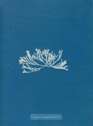 Fucus canaliculatus - Anna Atkins — artwork view