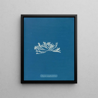 Fucus canaliculatus - Anna Atkins — framed artwork on a wall