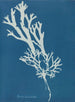 Fucus ceranoïdes - Anna Atkins — artwork view