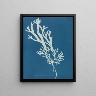 Fucus ceranoïdes - Anna Atkins — framed artwork on a wall