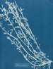 Fucus nodosus painting - Anna Atkins — artwork view