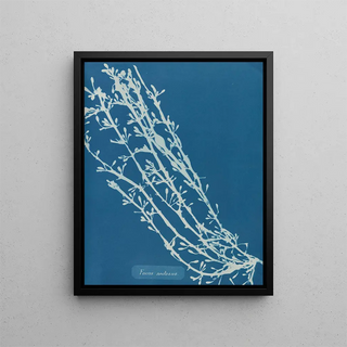 Fucus nodosus painting - Anna Atkins — framed artwork on a wall