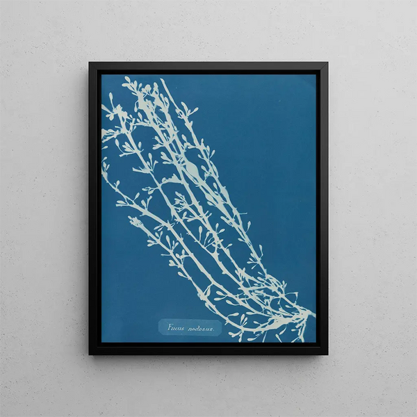 Fucus nodosus painting - Anna Atkins — framed artwork on a wall