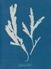Lame de scie - Anna Atkins — artwork view