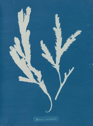 Lame de scie - Anna Atkins — artwork view