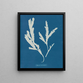Lame de scie - Anna Atkins — framed artwork on a wall