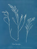 Bourdon tuberculeux painting - Anna Atkins — artwork view