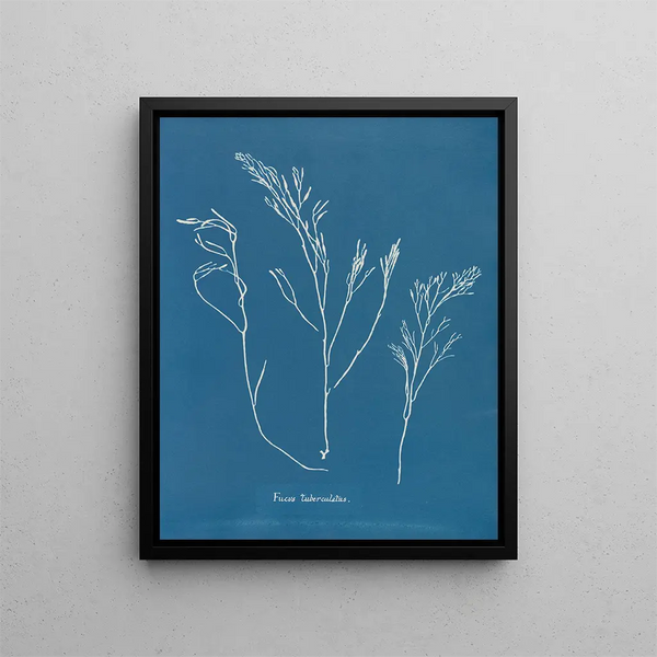 Bourdon tuberculeux painting - Anna Atkins — framed artwork on a wall