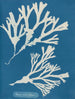 Encre vésiculaire - Anna Atkins — artwork view