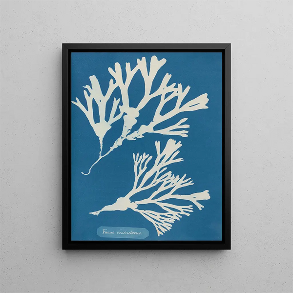 Encre vésiculaire - Anna Atkins — framed artwork on a wall