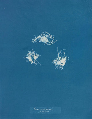 Fucus vesiculosus against balticus - Anna Atkins — artwork view
