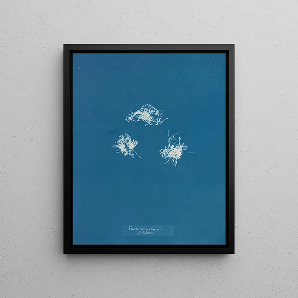 Fucus vesiculosus against balticus - Anna Atkins — framed artwork on a wall