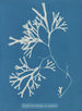 Fucus vesiculosus var. linéaire - Anna Atkins — artwork view