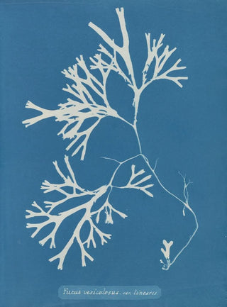 Fucus vesiculosus var. linéaire - Anna Atkins — artwork view