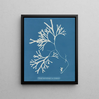 Fucus vesiculosus var. linéaire - Anna Atkins — framed artwork on a wall
