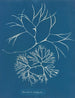 Furcellaria fastigiata - Anna Atkins — artwork view