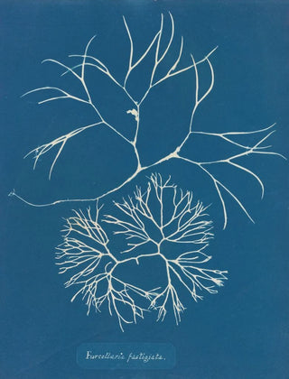 Furcellaria fastigiata - Anna Atkins — artwork view