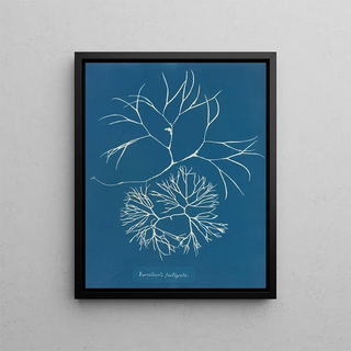 Furcellaria fastigiata - Anna Atkins — framed artwork on a wall