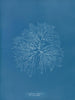 Gelideum corneum penné var. - Anna Atkins — artwork view