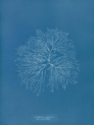 Gelideum corneum penné var. - Anna Atkins — artwork view