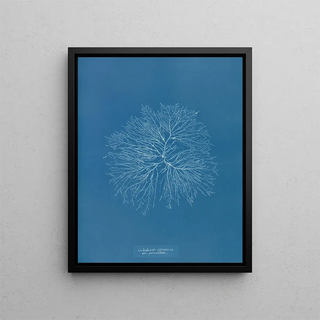 Gelideum corneum penné var. - Anna Atkins — framed artwork on a wall