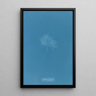 Reproduction of the painting Gelideum corneum var pulchellum - Anna Atkins