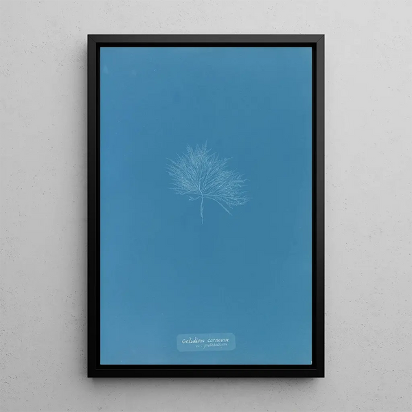 Reproduction of the painting Gelideum corneum var pulchellum - Anna Atkins