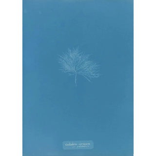 Reproduction of the painting Gelideum corneum var pulchellum - Anna Atkins