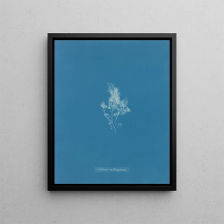 Ice Cartilaginous Painting - Anna Atkins — framed artwork on a wall