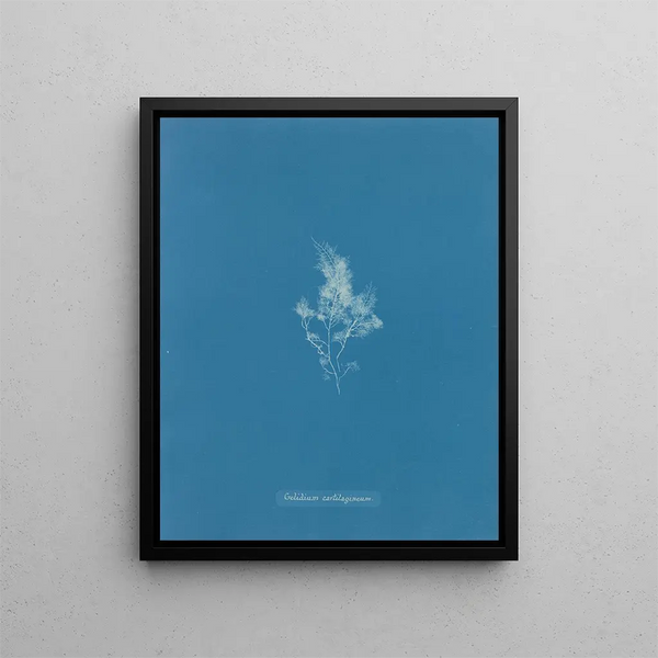 Ice Cartilaginous Painting - Anna Atkins — framed artwork on a wall
