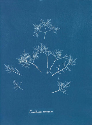 Cornelian Iceberg Painting - Anna Atkins — artwork view