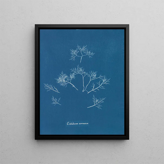 Cornelian Iceberg Painting - Anna Atkins — framed artwork on a wall