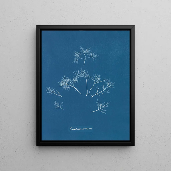 Cornelian Iceberg Painting - Anna Atkins — framed artwork on a wall